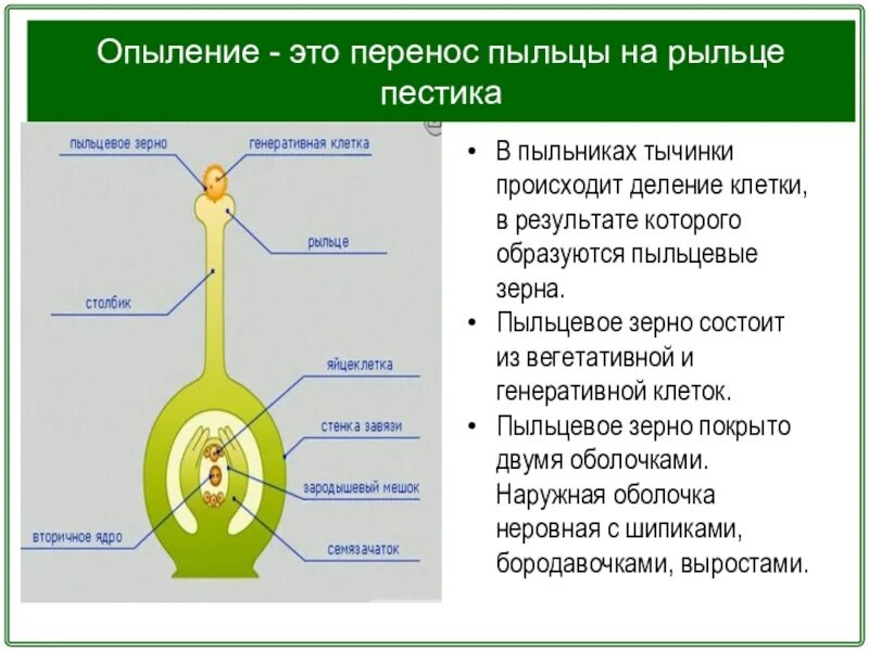 Улавливает пыльцу