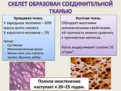 Особенности строения костной соединительной ткани