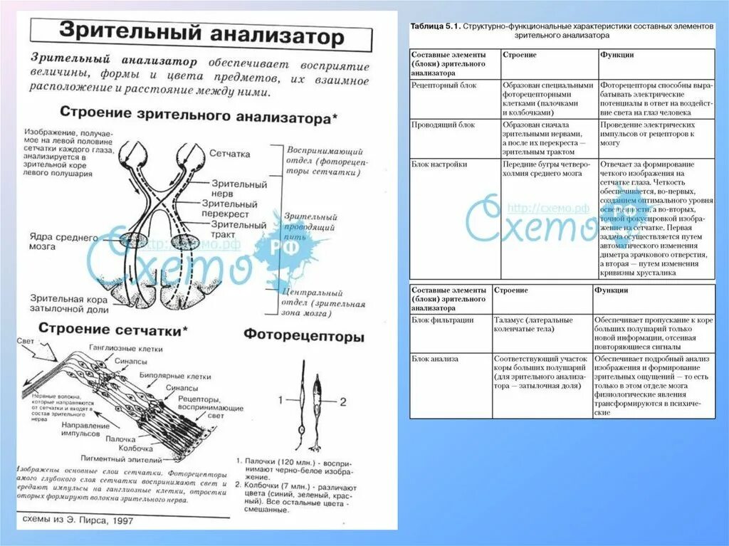 Самостоятельная работа по биологии 8 анализаторы. Таблица строение зрительного анализатора по биологии 8. Зрительный анализатор таблица 8 класс биология. Строение зрительного анализатора таблица. Зрительный анализатор таблица 9 класс биология.