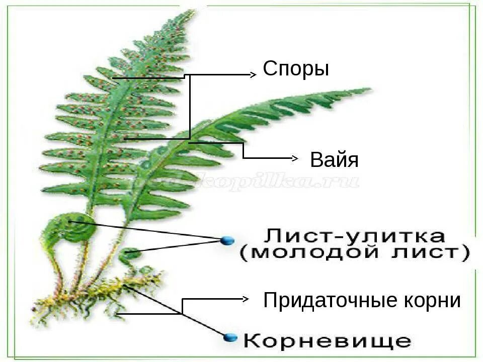 Какие органы отсутствуют у папоротников. Папоротник Щитовник мужской строение. Щитовник вайи. Папоротник Щитовник строение. Строение папоротника щитовника мужского схема.