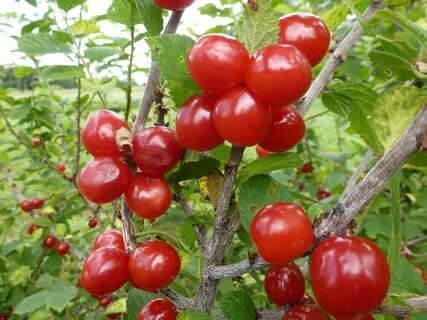 Вишня сорт уральская рубиновая