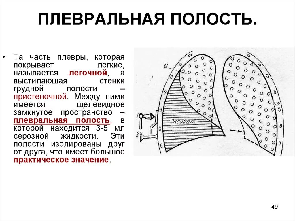 Плевральная полость образована