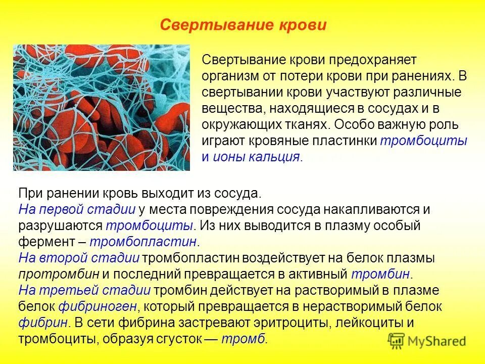 Белки свертывания крови. Растворимый белок фибрин. Компонент свертывающей системы плазмы крови. Тромбоциты кровяные пластинки. Белок фибриноген входит в состав тромбоцитов.