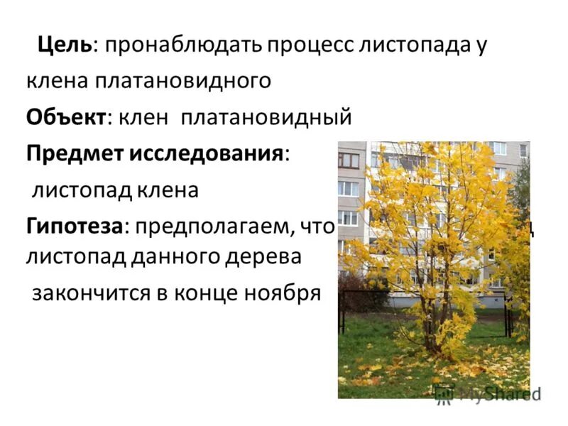 В каком месяце закончился листопад у лип. В каком месяце закончился листопад у лип