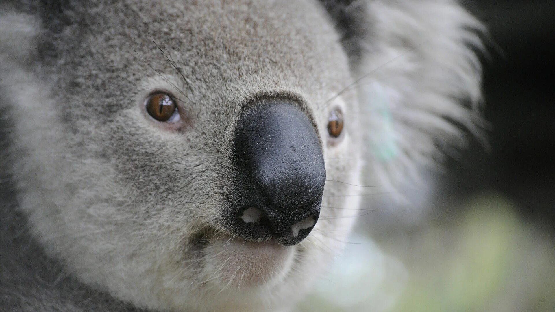 Звук коалы. Животные Австралии коала. 2 В 1. Коала дзен. Квинслендский коала Koalemus.