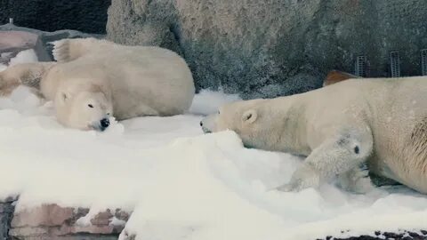 Хороший медведь видео