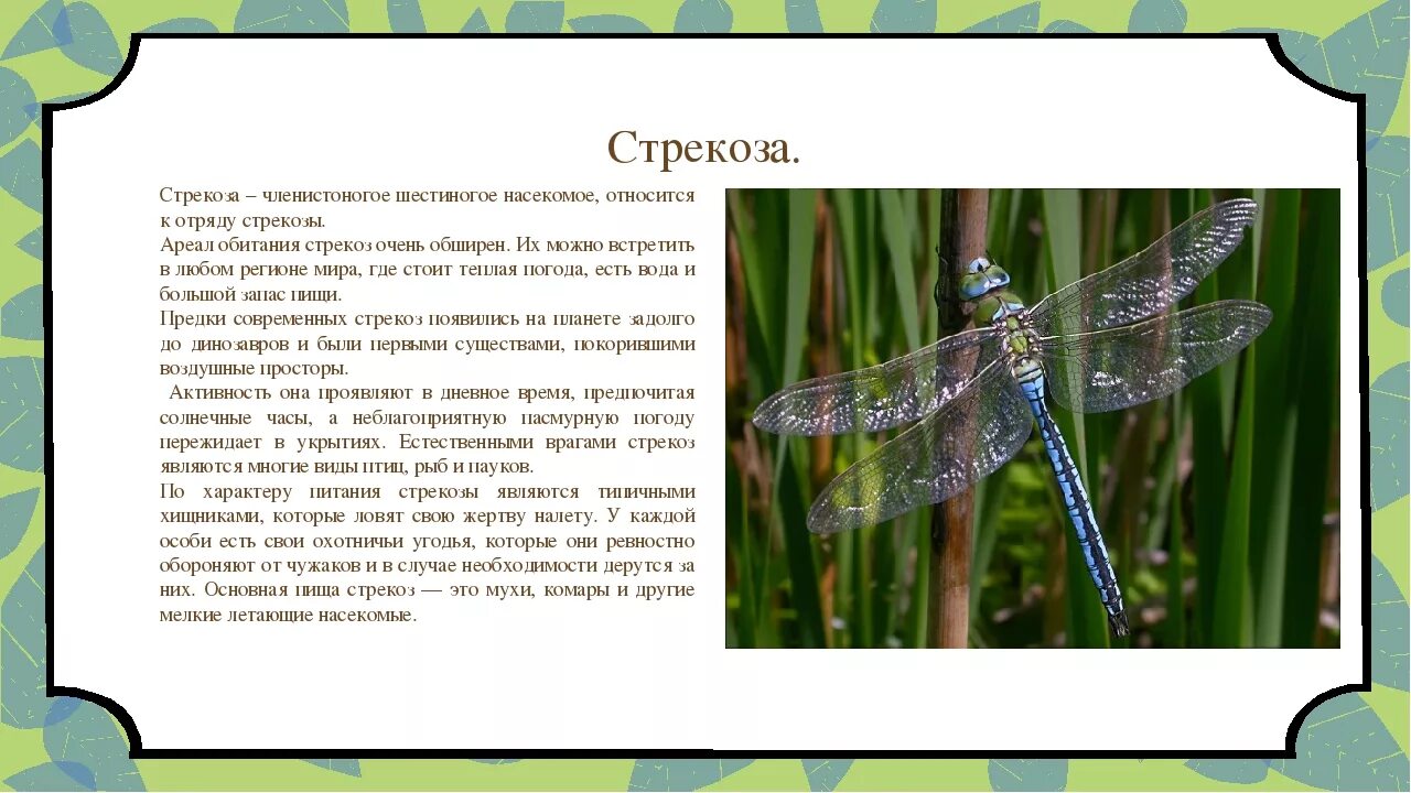 Сколько ног у стрекозы ответ 3 класс. Стрекозы отряд насекомых. стрекоза описание.