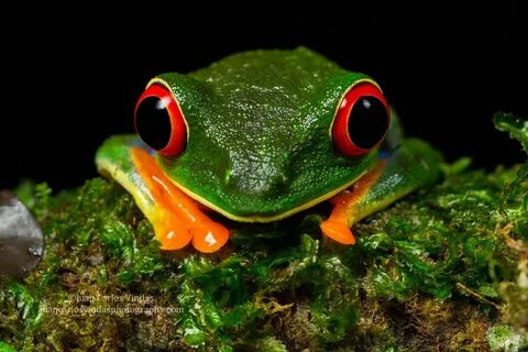 A frog big eyes