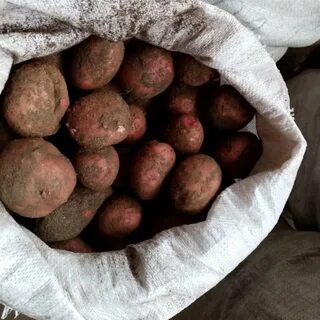 Как варить красную картошку