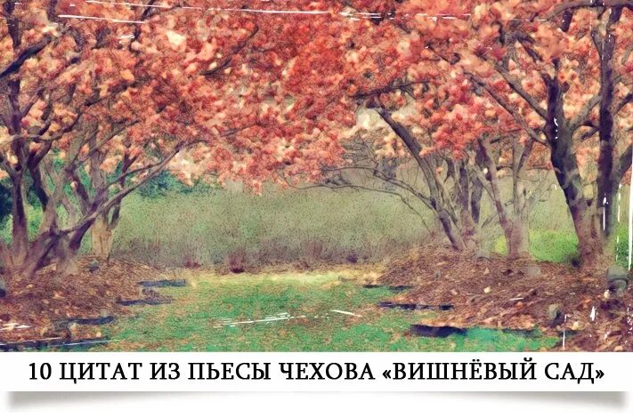 Вишнёвый сад чехов рисунок. Анатолий рыбкин художник "яблоневый сад". Вишня чеховская запись. Вино а. Вишнёвый сад чехов рисунок.