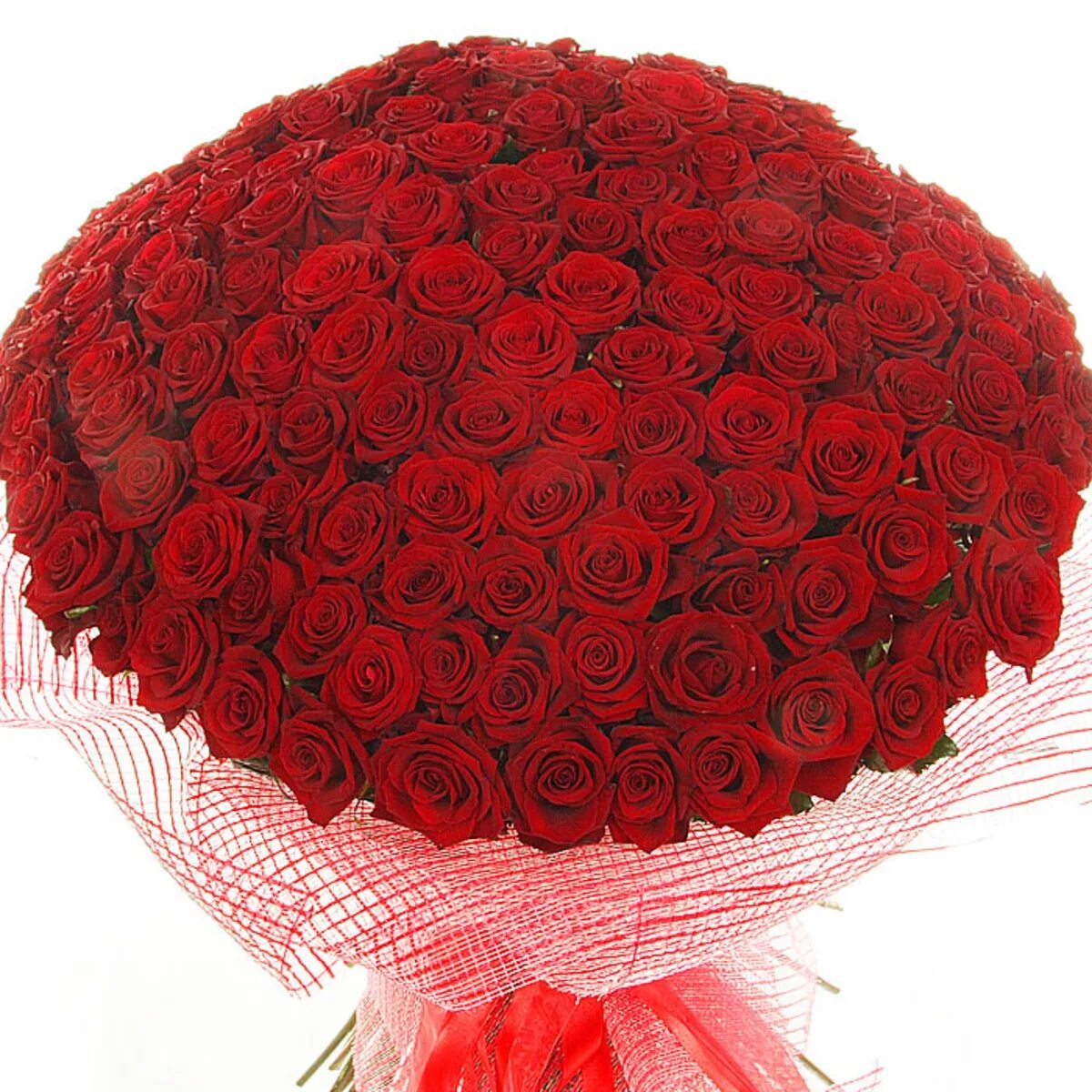 С днем рождения огромные розы. Красивые большие букеты. Красивый букет роз. Шикарный букет роз. Большой красивый букет цветов.