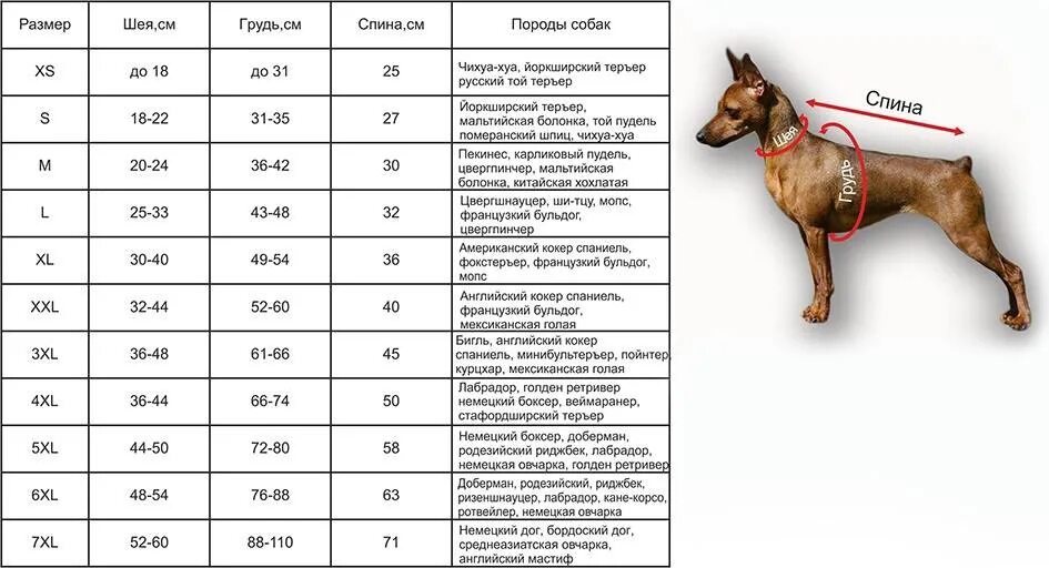Размер s собак. Размерная сетка одежды для собак мелких пород. размерная сетка для собак мелких пород таблица. таблица размеров одежды для собак мелких пород чихуахуа. таблица мерок для собак мелких пород.
