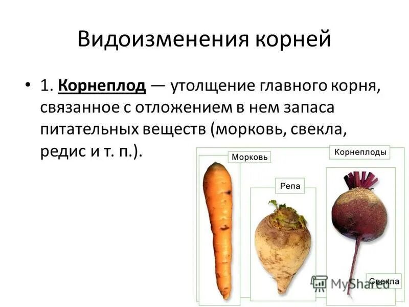 Видоизмененный корень имеется у. Свекла видоизмененный корень. Корнеплод свеклы это видоизмененный. Видоизменения корня корнеплод клубни. Турнепс корнеплоды видоизменения.