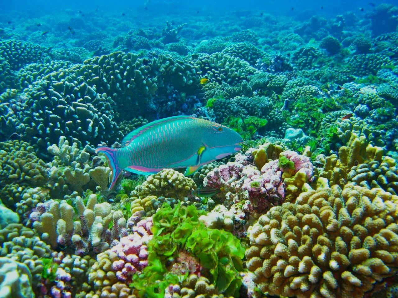 Животные кораллового рифа. Морской заповедник Чагос. Коралловые острова Сейшелы. Сейшелы коралловые рифы. Рыбы на рифах в Тайланде.