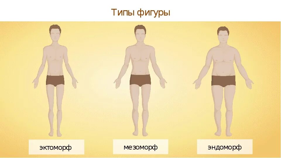 Типы тела эктоморф мезоморф. Типы телосложения эктоморф мезоморф эндоморф. Типы телосложения эндоморфы/мезоморфы/эктоморфы. Тип телосложения эктоморф мезоморф. Кто такой эктоморф и мезоморф