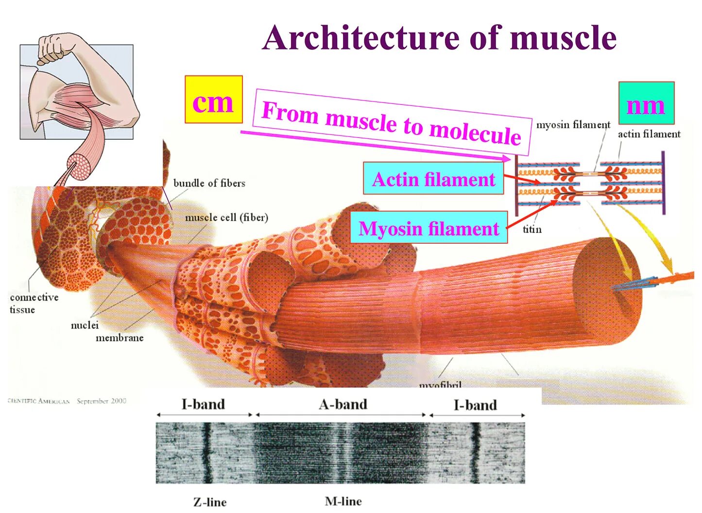 Миозин в мышцах. Строение мышцы актин и миозин. Сокращение мышц актин и миозин. Микроскопическое строение мышцы актин и миозин. Миозин мышечной ткани