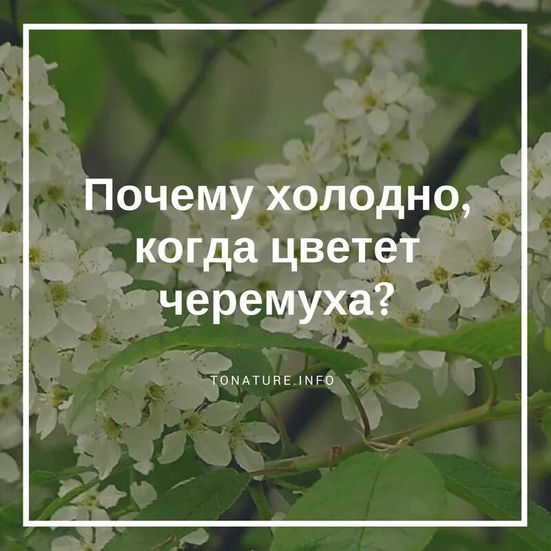Про погоду холодную в мае. Холодно в мае - черемуха цветет. почему холодно когда цветет черемуха. почему так холодно черемуха цветет. холодно, черемуха цветет, прикольные.