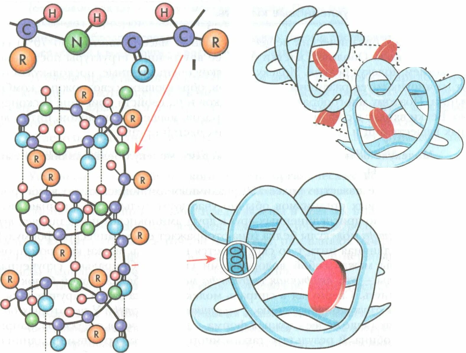 Схемы белков. Структура молекулы белка разных конфигураций. Структура белковой молекулы схема. Схема структура белковых молекул. Схема строения белковой молекулы.