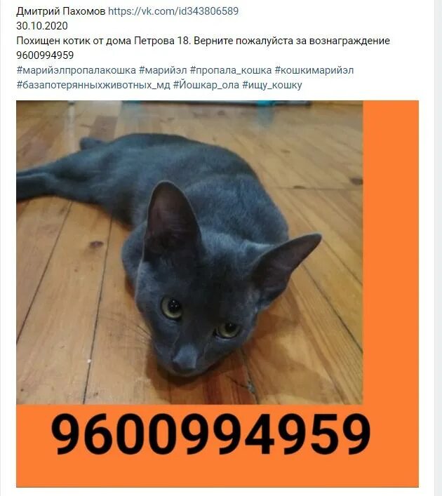 Авито животные йошкар олы. Найденные кошки йошкар-ола. маленькие друзья с большим сердцем йошкар-ола черный кот маркус.