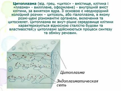 Как можно наблюдать движение цитоплазмы 6 класс