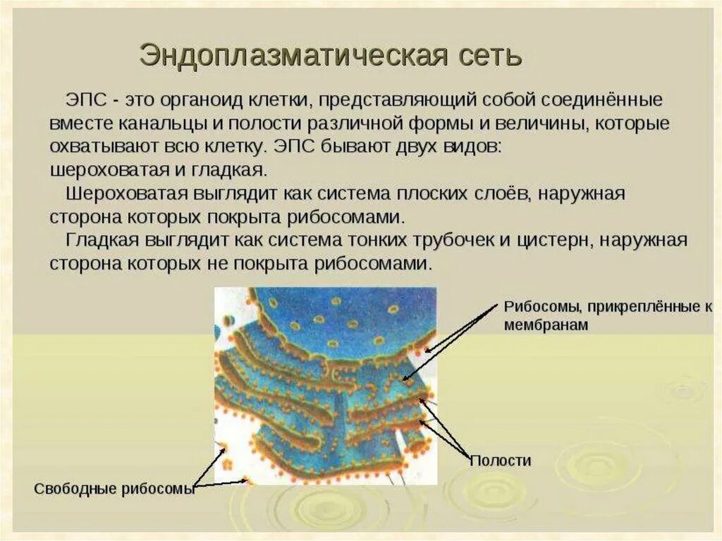 Эндоплазматическая сеть (ЭПС). Органоиды клетки эндоплазматическая сеть.