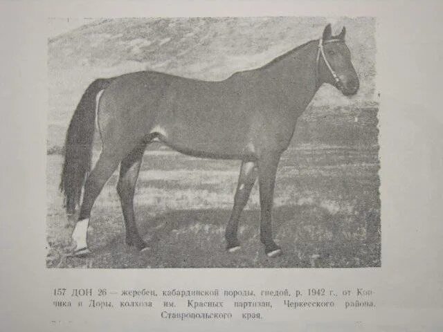 Рассмотрите фотографию коричневой лошади с черными ногами