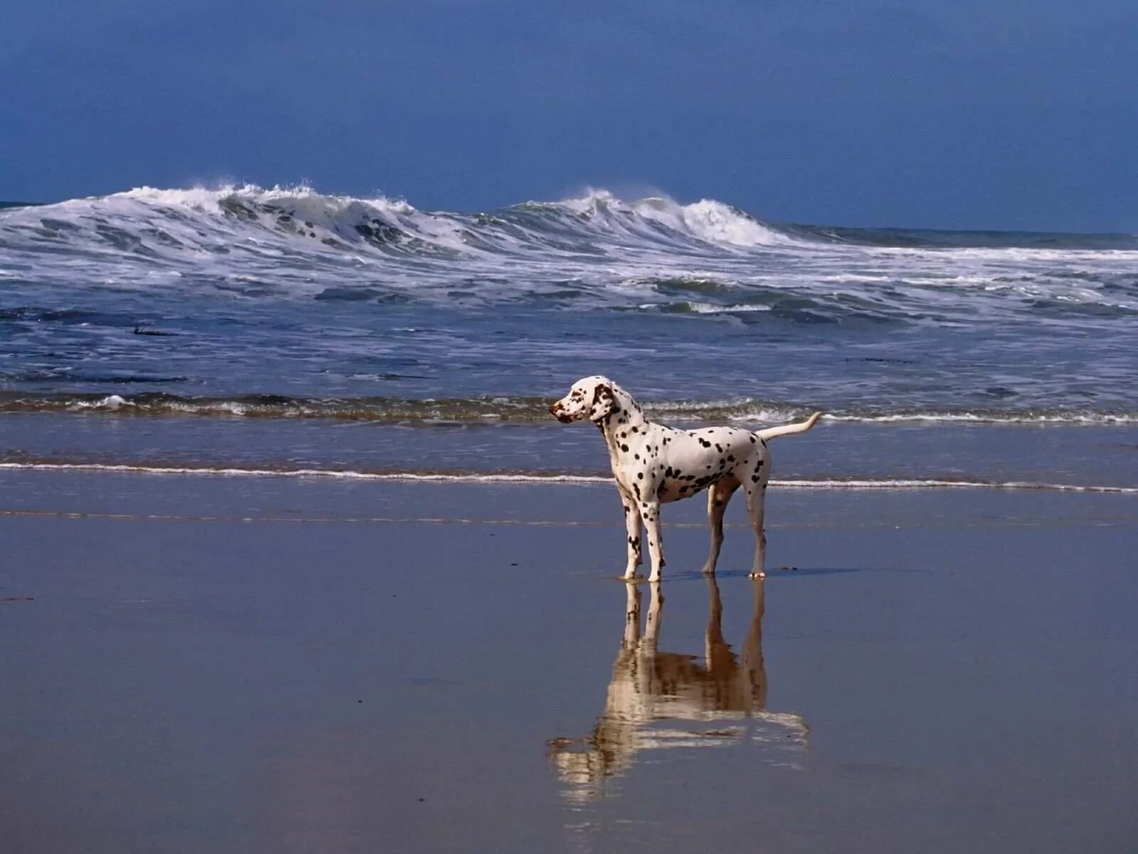 Собака на берегу моря. Скай золотистый ретривер. Лабрадор ретривер. Собака золотистый ретривер. Собака на берегу моря.