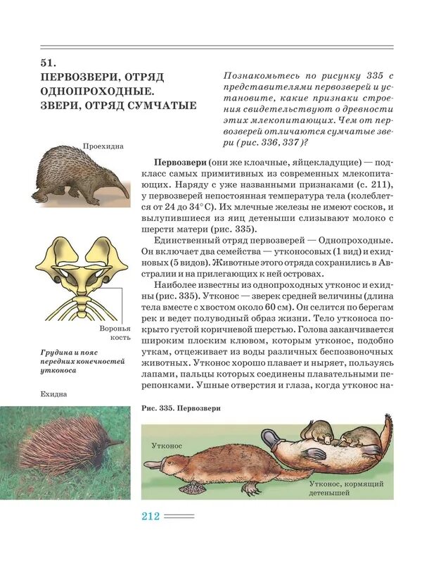 Представители отрядов млекопитающих. Отряд первозвери представители. таблица отряды млекопитающих однопроходные сумчатые. представители первозверей млекопитающих. подкласс первозвери.