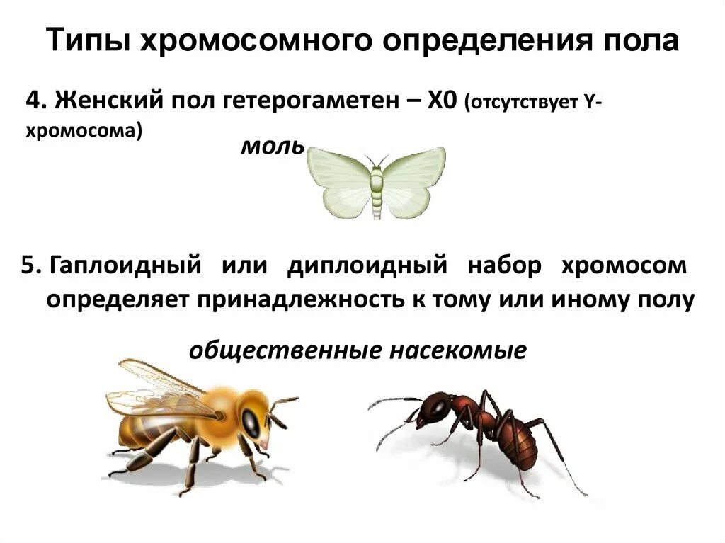 Гетерогаметные особи. Женский пол гетерогаметен. Типы хромосомного определения пола. Гапло-диплоидный Тип определения пола. Гетерогаметный женский пол у пчел.