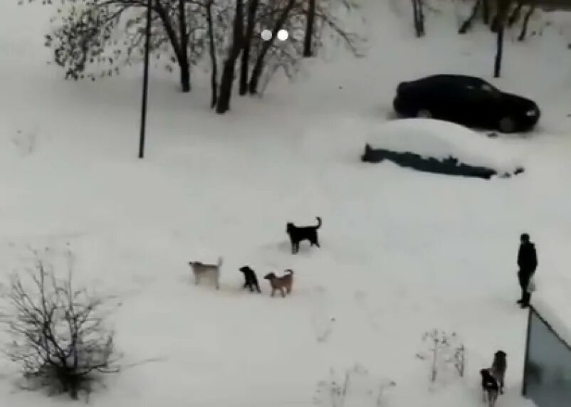 Нападение стаей. Стая собак напала на ребенка. Свора собак нападает на ребенка. Стаи бездомных собак нападение на ребенка.