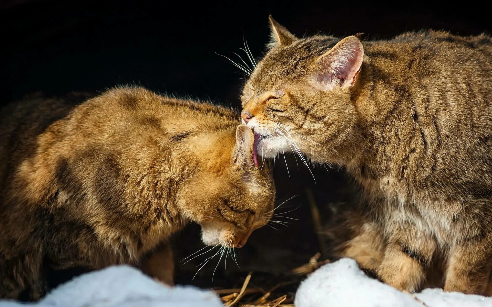 Котики обнимаются. Кошачьи нежности. Кошачья любовь. Кошки нежность. Обожаю кошек