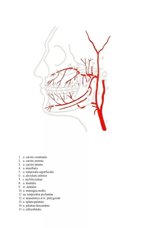 A maxillaris. Верхнечелюстная артерия ветви схема. Верхнечелюстная артерия анатомия. Верхнечелюстная артерия анатомия ветви. Отделы и ветви верхнечелюстной артерии схема.