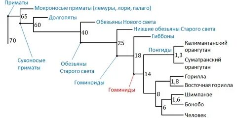Внутренний мир высших приматов уникален