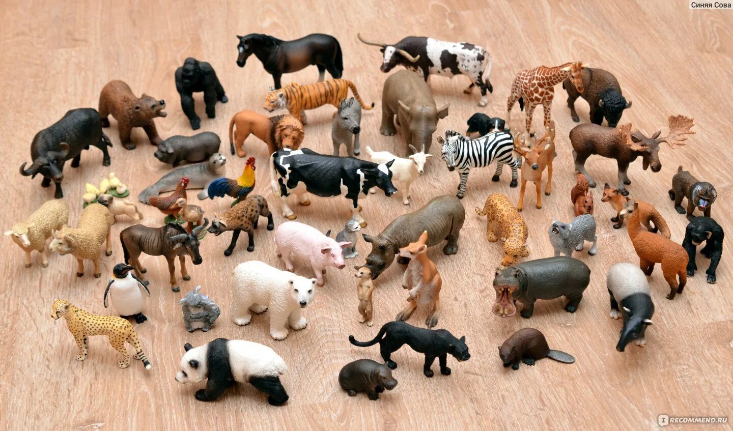 50 animals