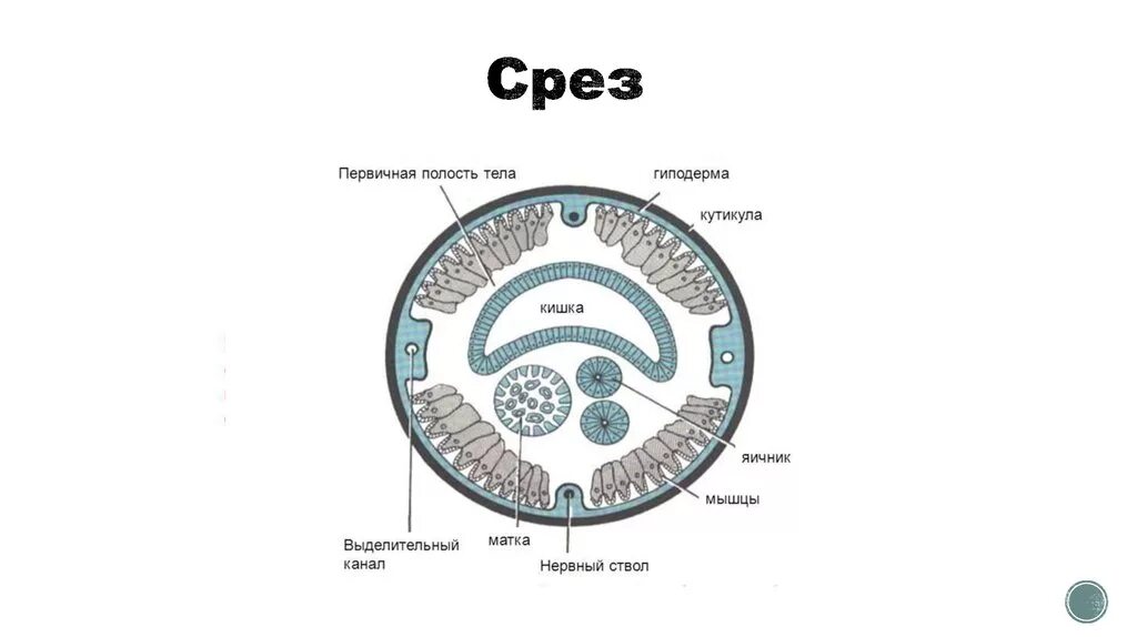 Эволюция полостей тела животных. Первичная полость у круглых червей. Срез тела круглых червей. Поперечный срез круглого червя. Первичная полость тела круглого червя.