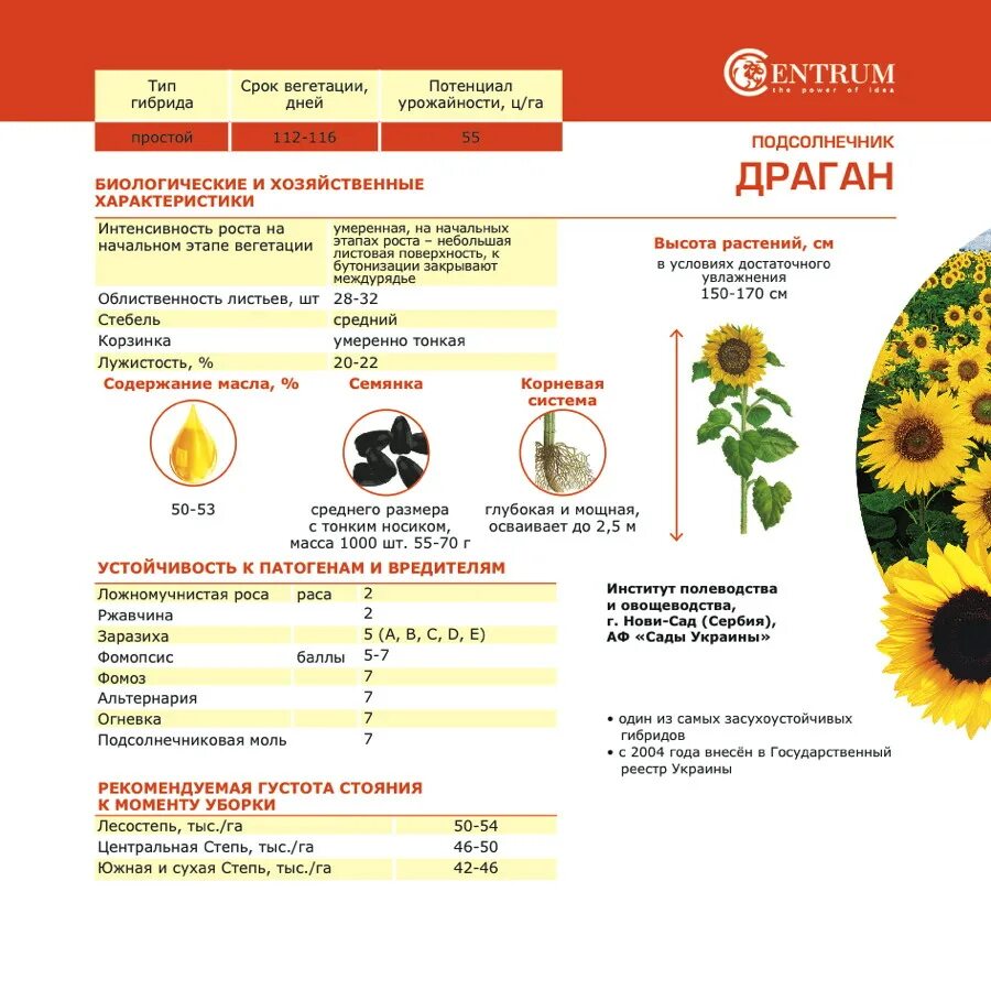 Семена подсолнечника характеристики. Подсолнечник биология 6 класс. Семена подсолнуха витамины. Сколько семечек в подсолнухе. Сколько семечек в подсолнухе.