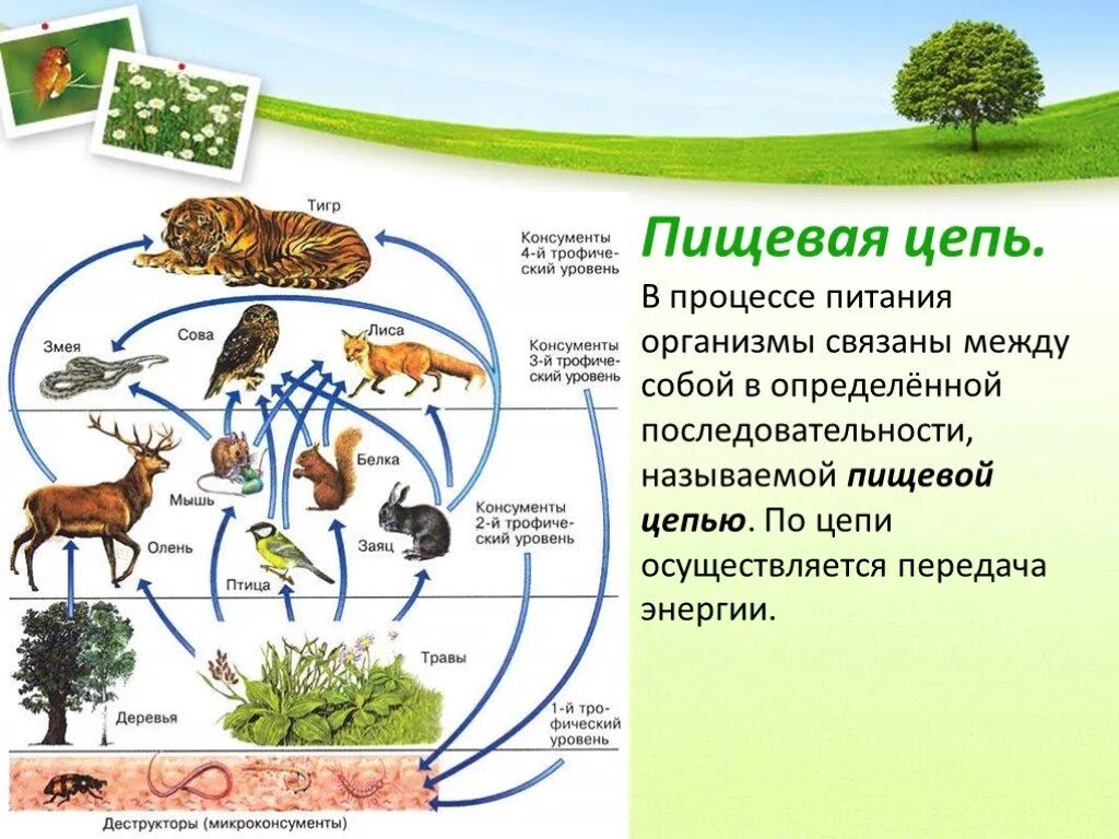 Понятие об экосистемах цепи питания