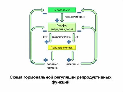 Уровни репродуктивной системы женщины