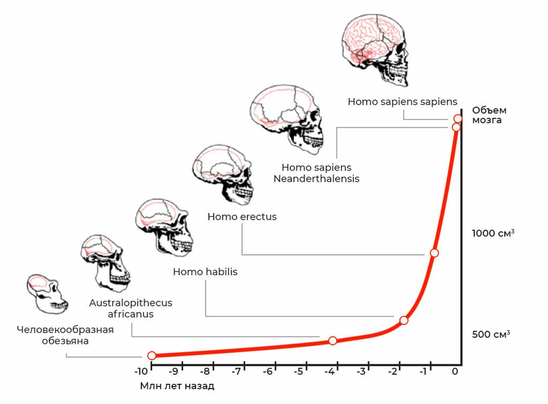 Эволюция человека объем мозга. Размер мозга человека Эволюция. Антропогенез черепа. Объем головного мозга современного человека.