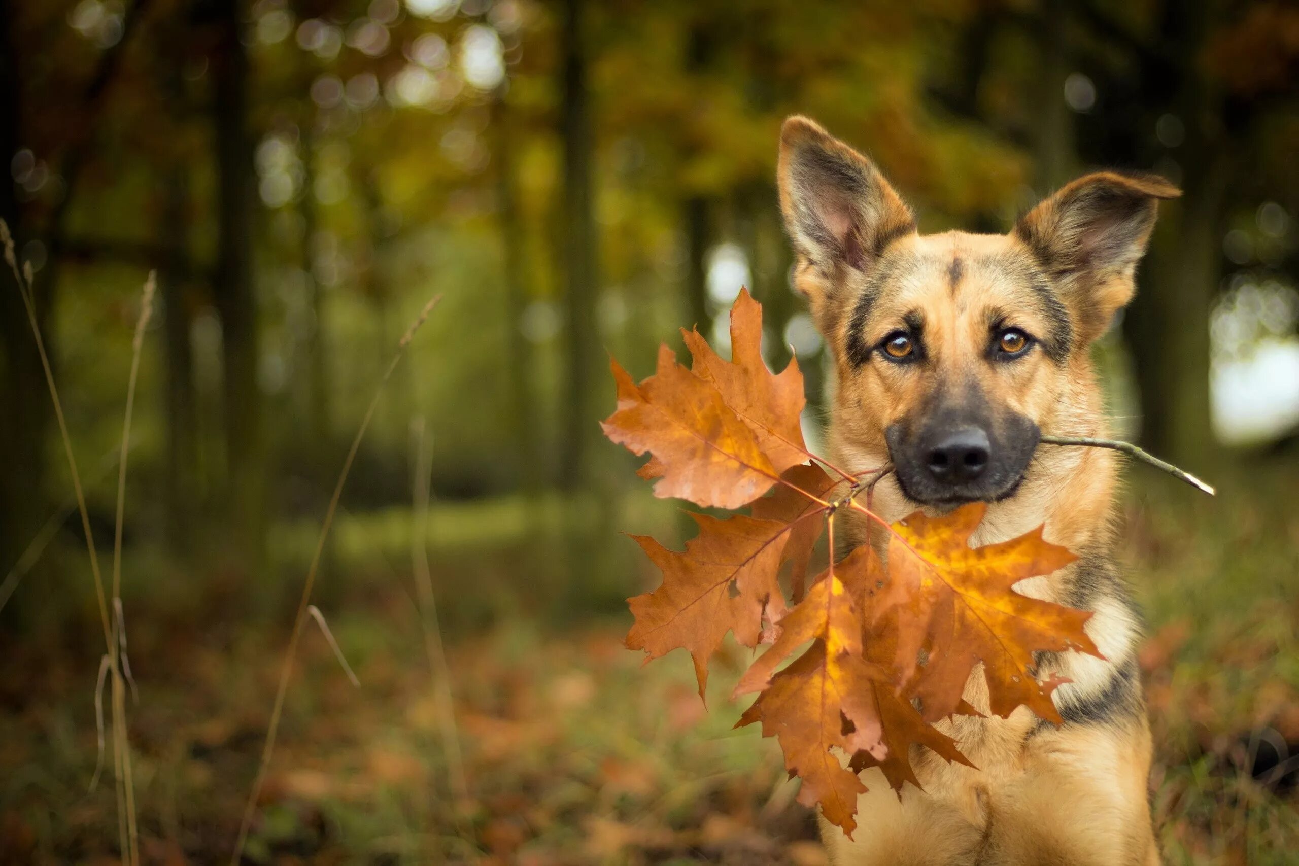 Осень животные. Собака осень. Собаки на фоне осени. Собака в листве.