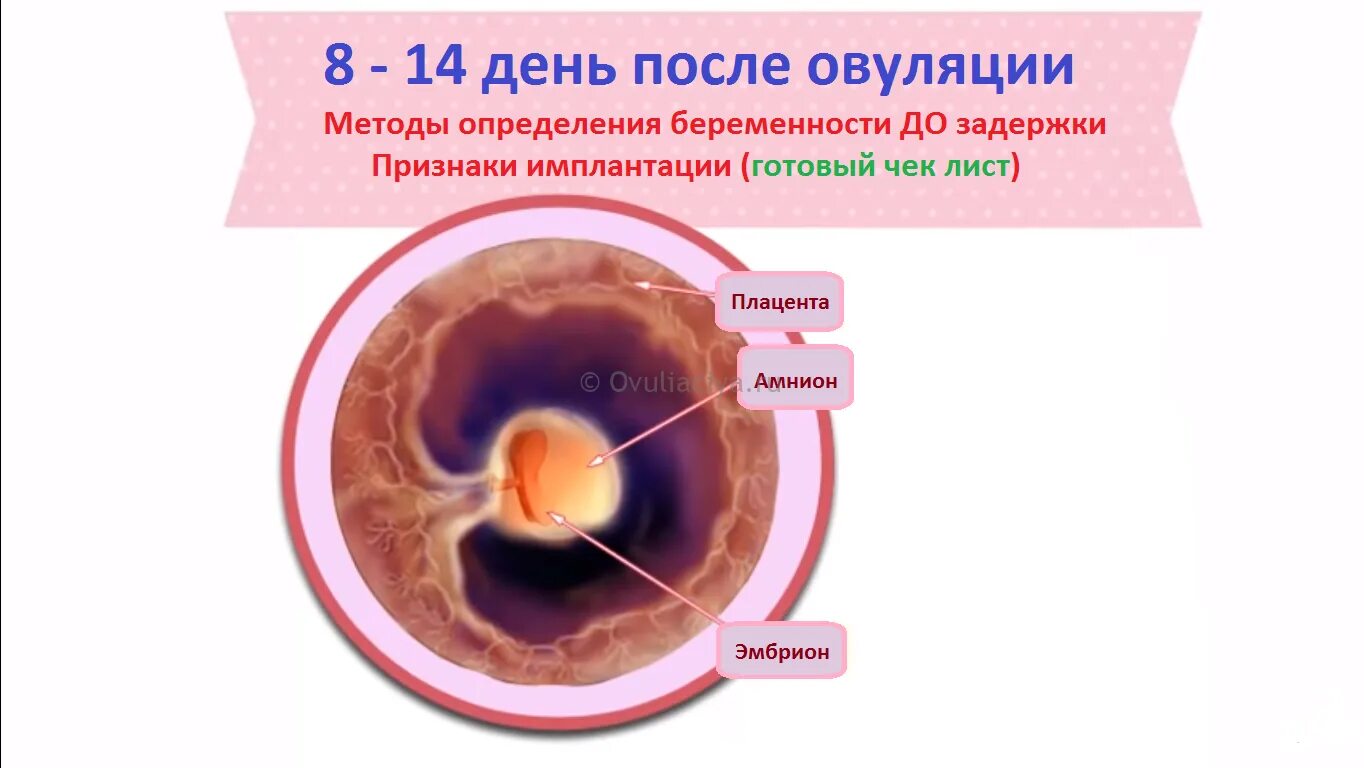 Признаки беременности до овуляции