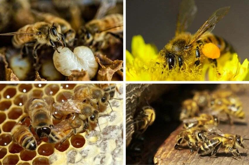 Пчеломатка трутень рабочий. Пчелиная семья. Особи пчел. Формирование пчелиной семьи. Жизнь пчел рабочих