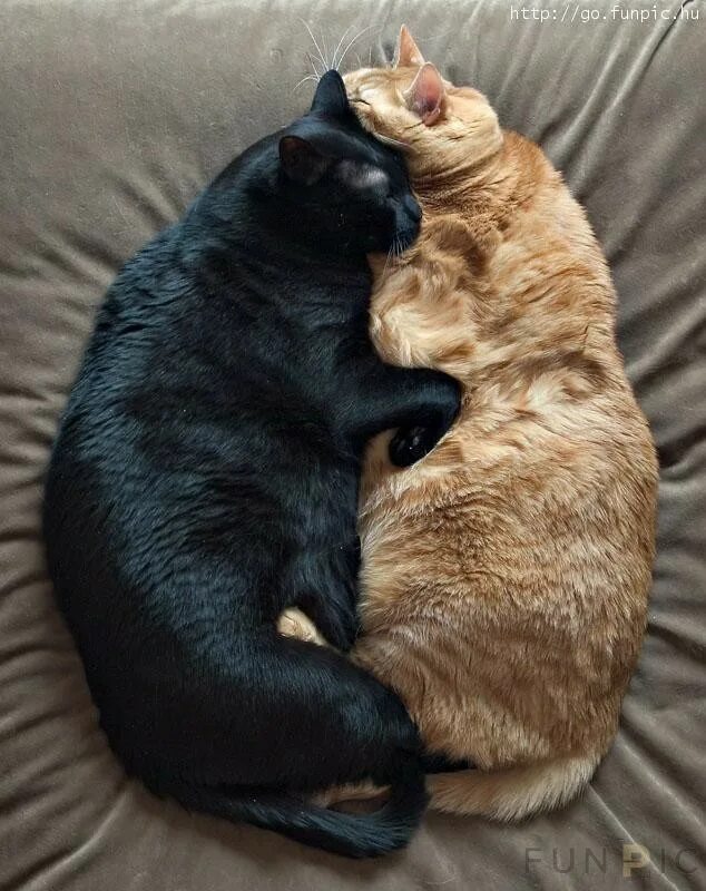 Рядом со мной кот. Рыжий и черный кот обнимаются. рыжий кот и черная кошка обнимаются. любовь рыжего и черного кота. толстые коты в обнимку.