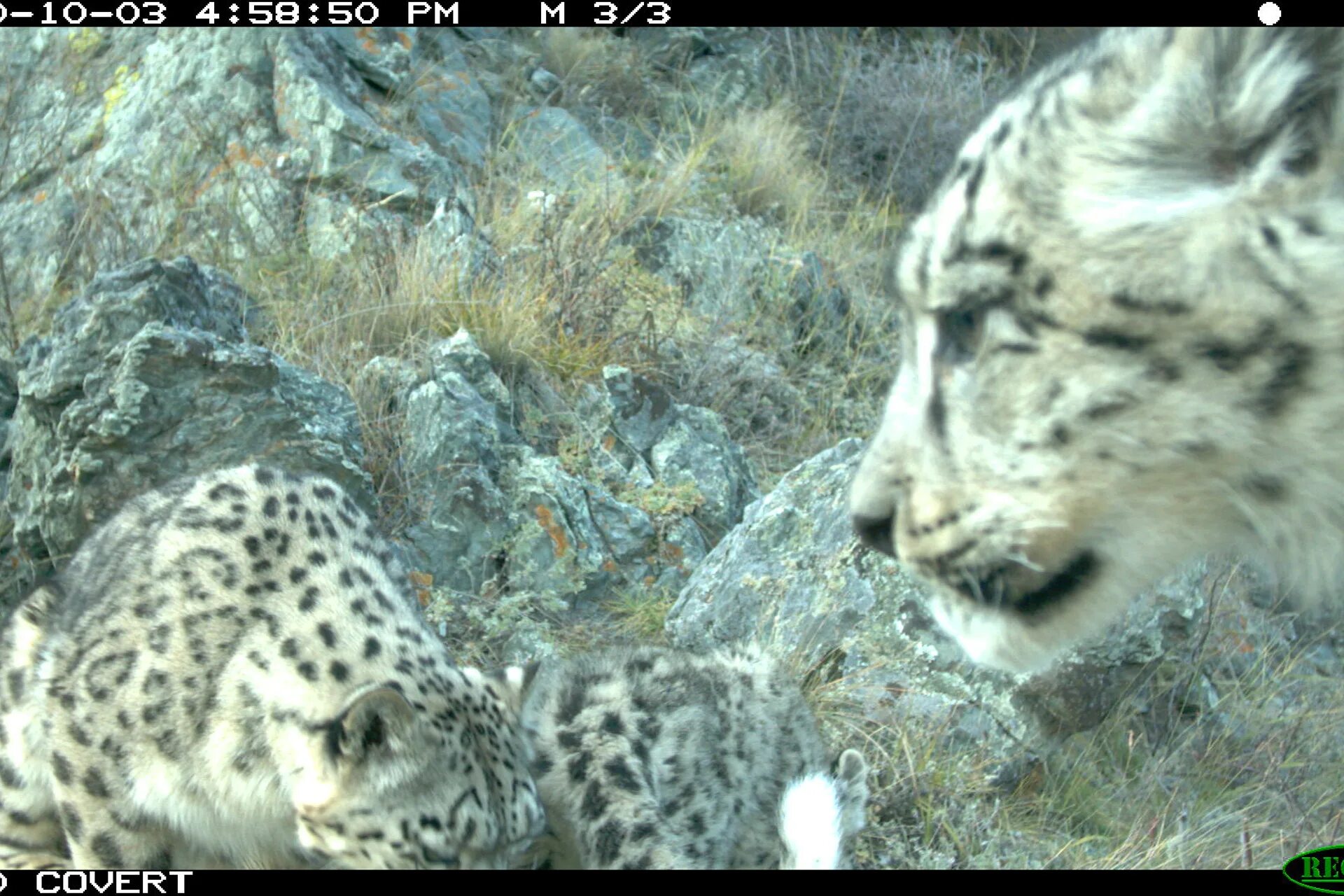 снежный барс саяно шушенского заповедника. барс культура красноярский край. саяно-шушенский заповедник соболь. - снежный барс (panthera uncia. барс культура красноярский край.