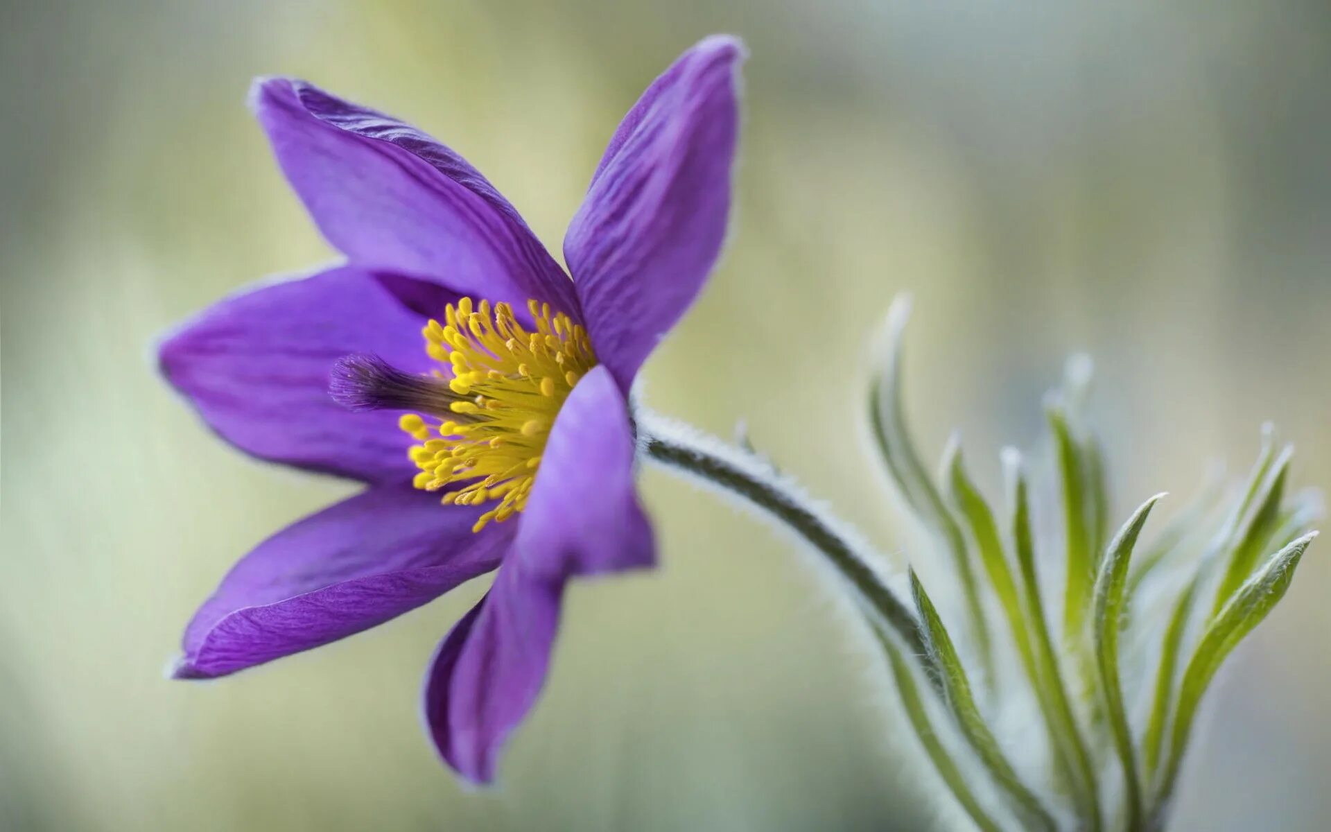 It s beautiful flower. Ветреница и сон трава. Прострел с анемоной. Фиолетовый цветок с желтой серединкой. Сиреневые цветы.