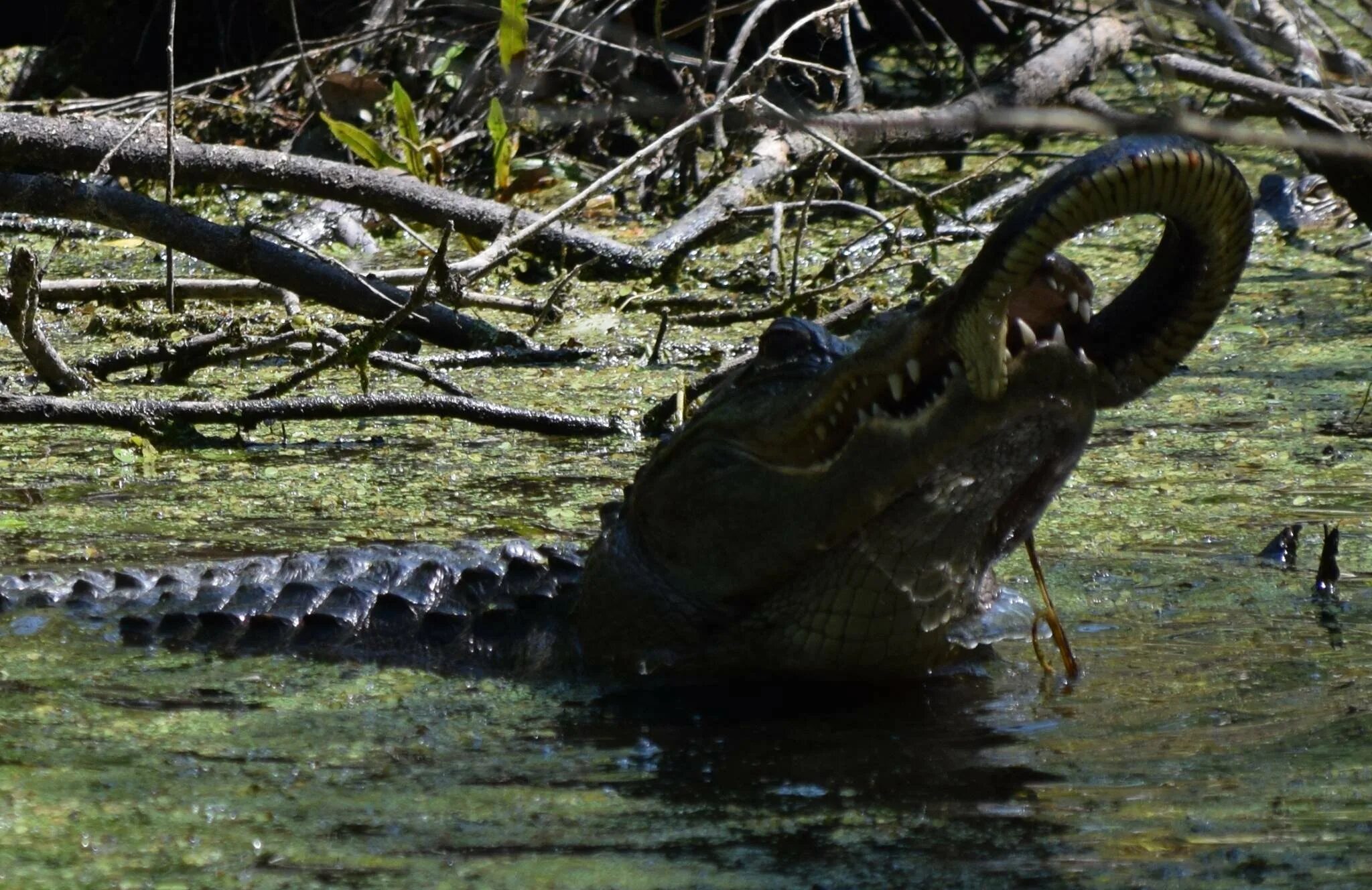 Defender alligator. Питон против аллигатора. Анаконда против аллигатора. Анаконда съела крокодила.