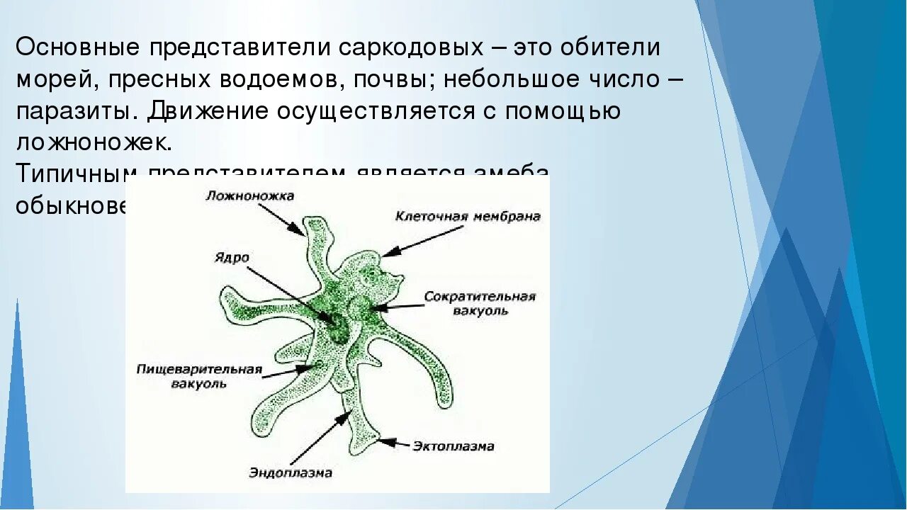 Саркодовые представители. Строение амебы обыкновенной. Амёба обыкновенная 7 класс биология. Строение амебы Протей. Саркодовые амеба строение.