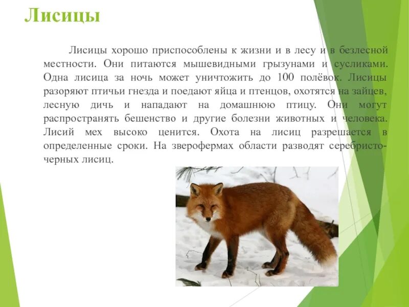 Лиса дикое животное описание. Животный мир Курской области. Проект лиса. Доклад о лисе.