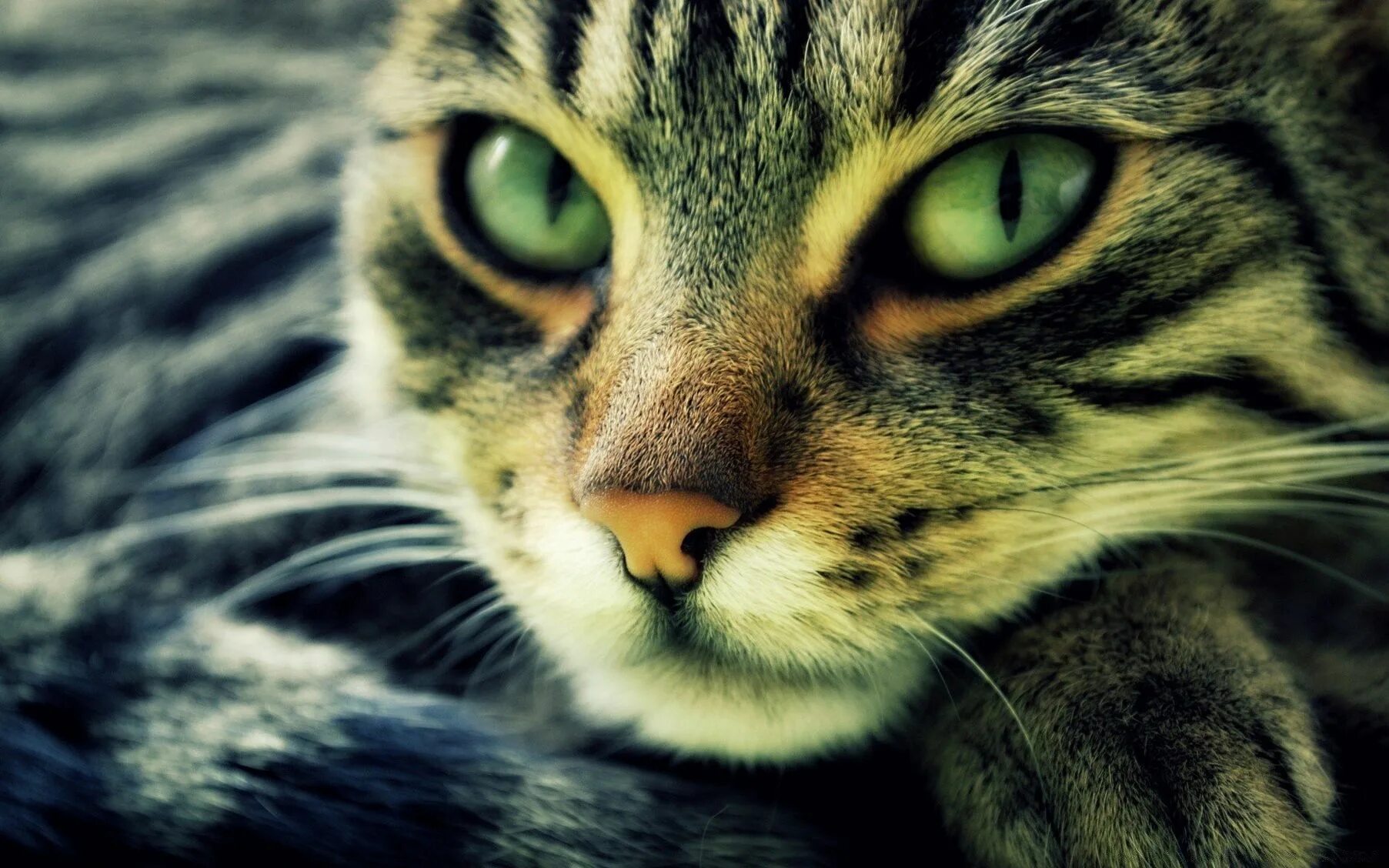 Картинки на главную страницу. Красивые коты. Кот с зелеными глазами. Обои кошки. Взгляд кошки.