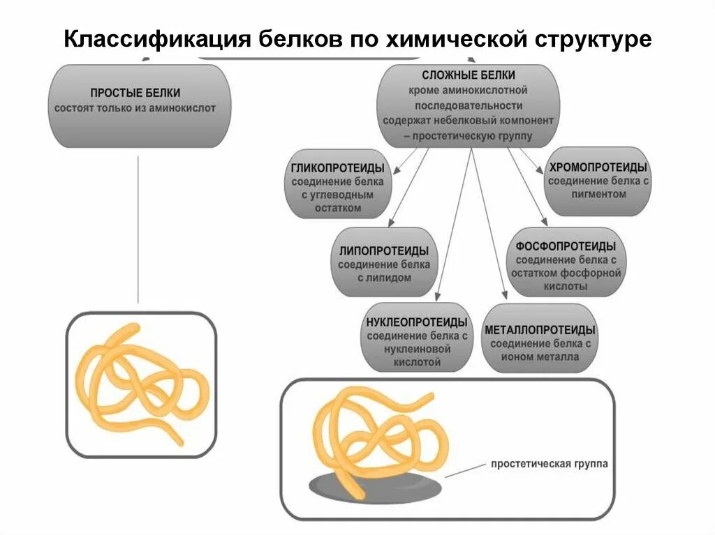 Сложные белки состав. Классификация белков по структуре. Белки классификация структуре молекул. Классификация структуры белка. Классификация белков химия.